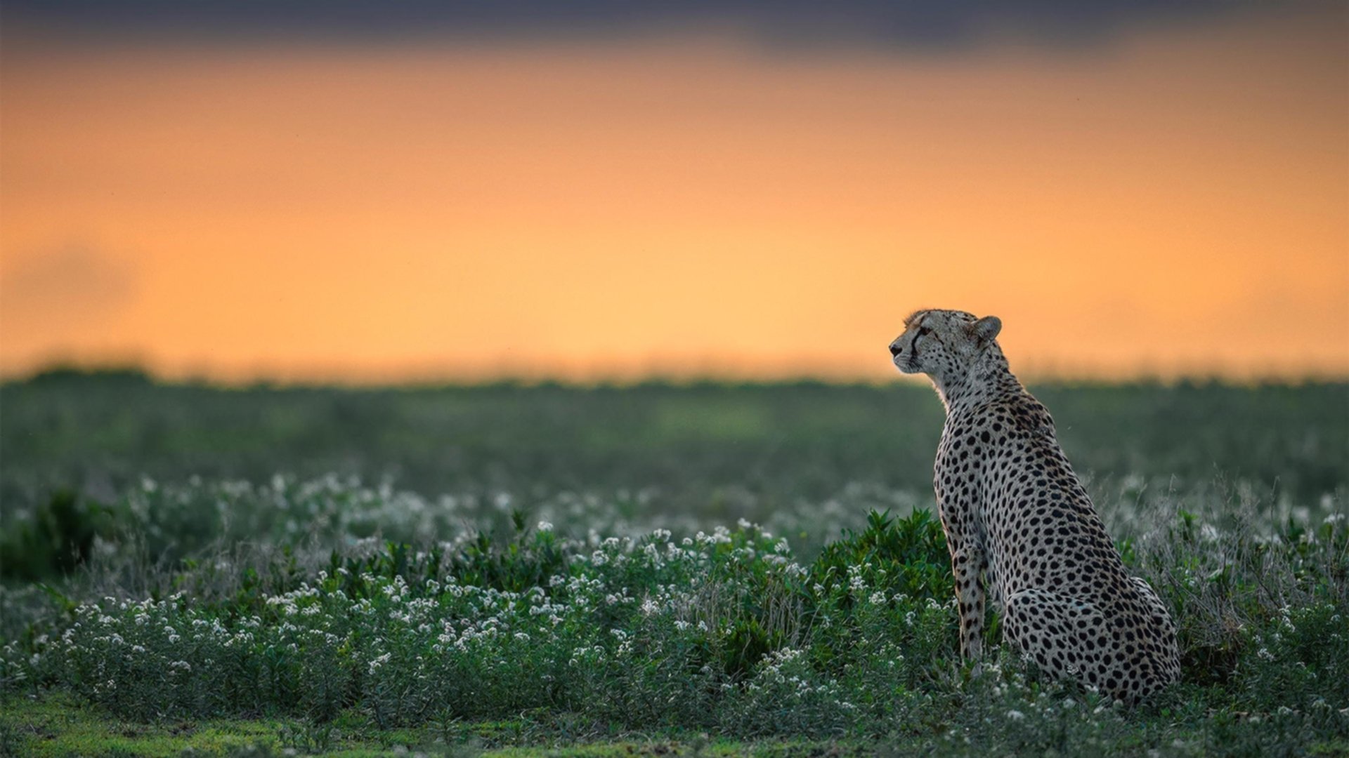 【比分追踪】每日比赛实时数据汇总，比分即时数据
