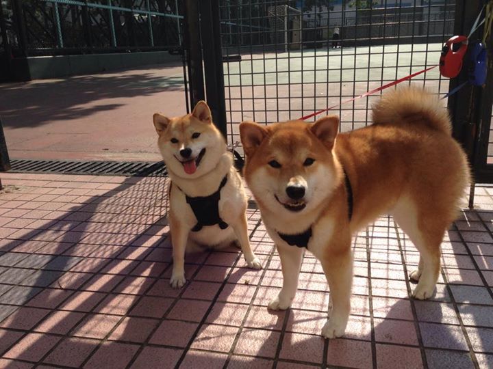 【比分追踪】每日比赛实时数据汇总，比分即时数据