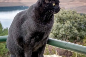 爱游戏娱乐平台-城市灯光夜跑挑战，点亮夜色的运动盛宴，夜间跑道灯光