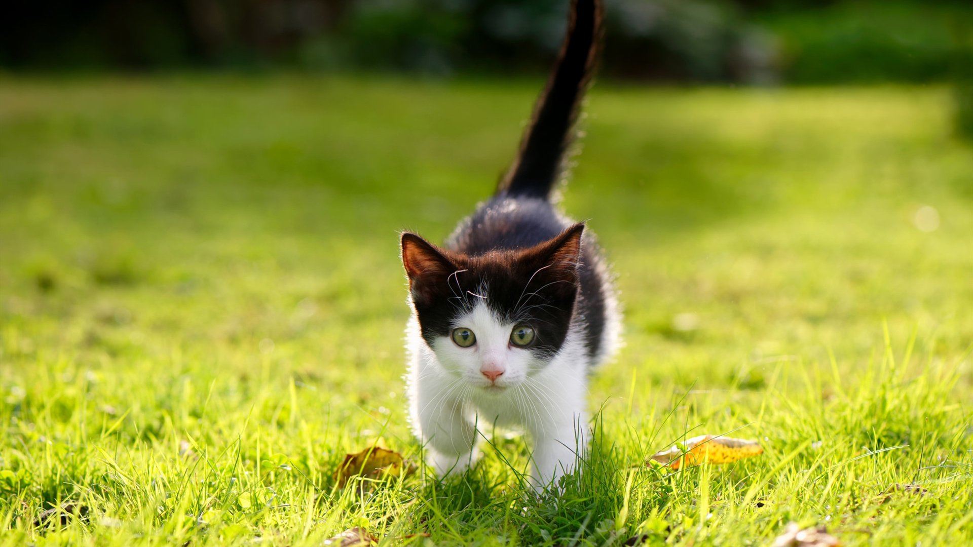 《王者荣耀季中冠军赛，LPL战队力压群雄夺冠》，王者荣耀kpl赛季冠军