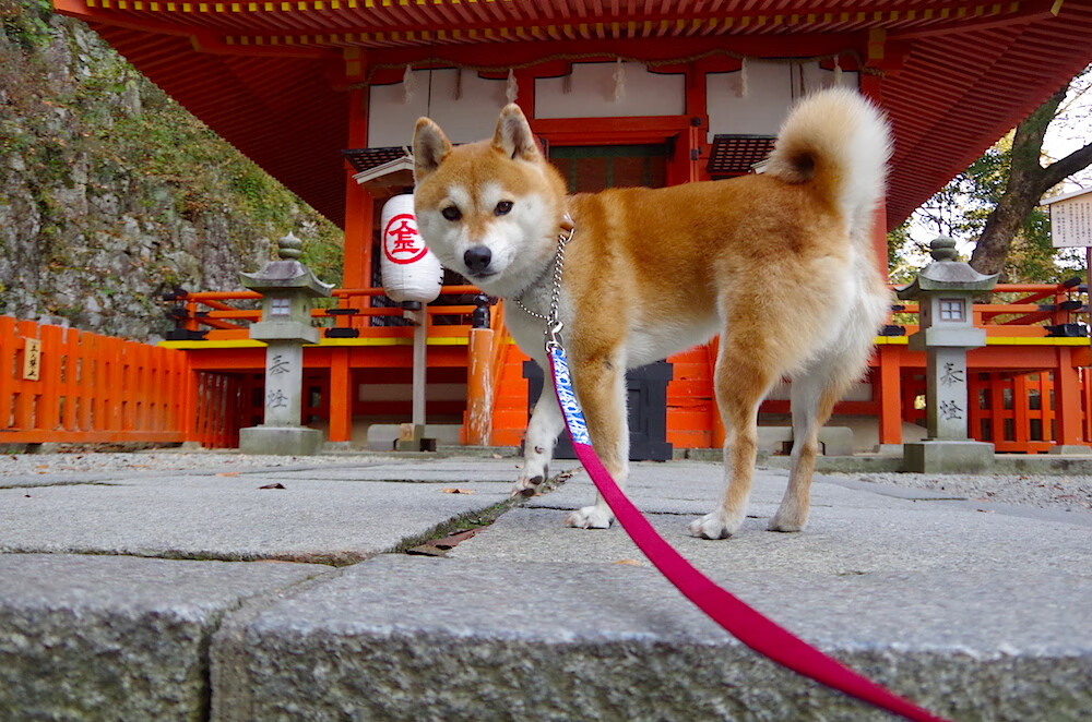 【赛事预告】本周即将举行的重要棒球比赛，2020年棒球比赛什么时候开始