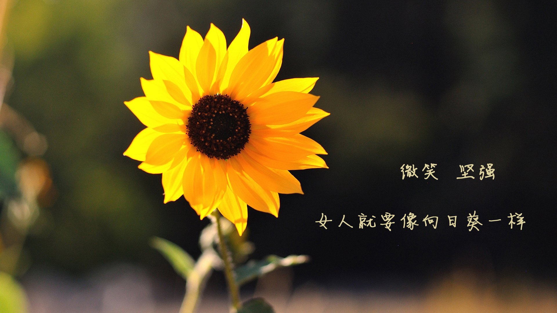 令人难忘的“铁血防守”战术，欧冠中的经典应用，欧冠战术分析